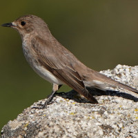 Mediterranean Flycatcher